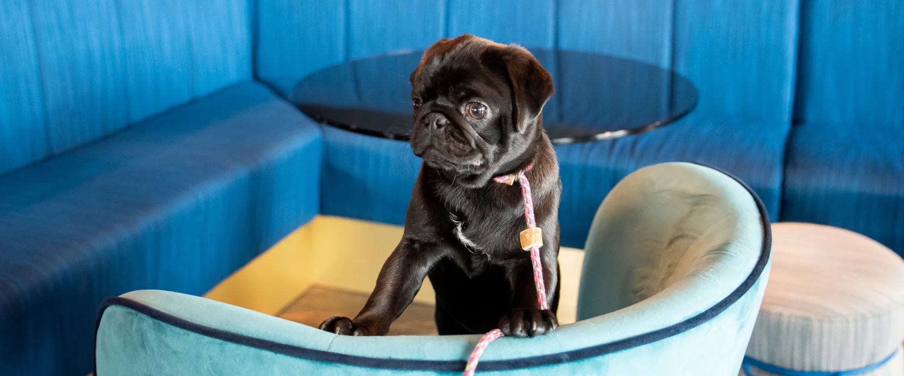 En svart liten hund tittar fram bakom en blå fåtölj i lobbyn