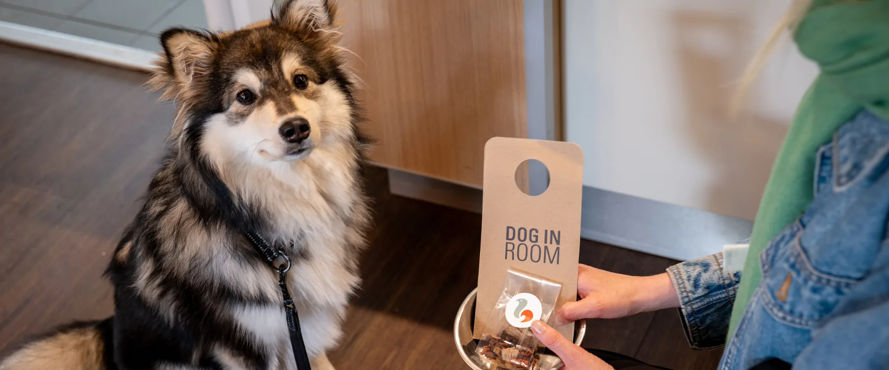 En vargliknande hund sitter framför en vattenskål och hundgodis