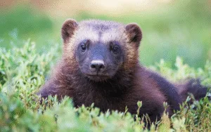 Djuret järv liggande i grön vegetation.