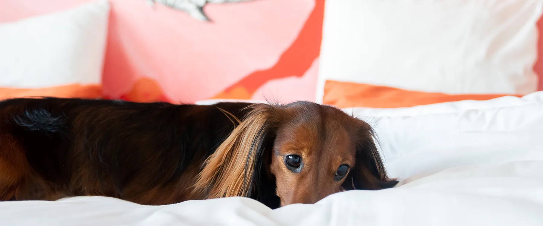 Närbild på en hund som ligger ner och vilar på en säng.