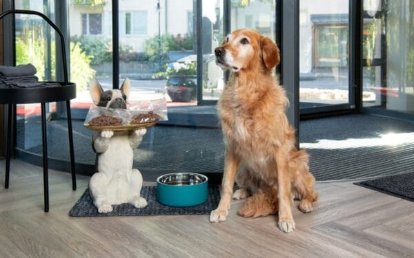 Hund på hotellet